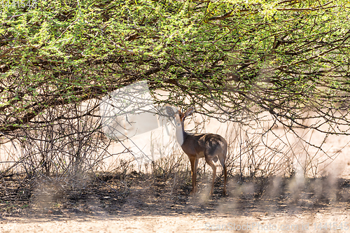 Image of Dik-Dik antelope, Awash Ethiopia