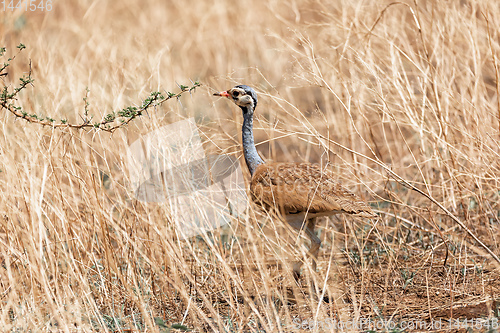 Image of african bird white-bellied bustard, Ethiopia