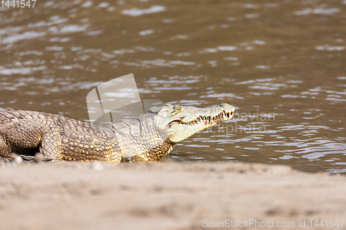 Image of big nile crocodile, Awash Falls Ethiopia