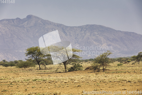 Image of savanna in the Awash National Park, Ethiopia