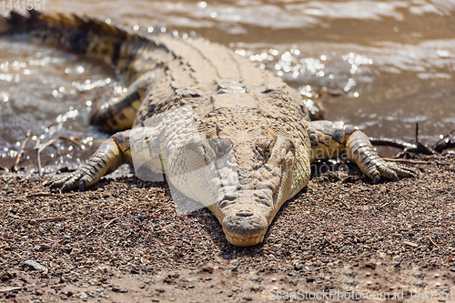 Image of big nile crocodile, Awash Falls Ethiopia