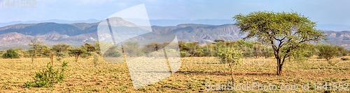 Image of savanna in the Awash National Park, Ethiopia