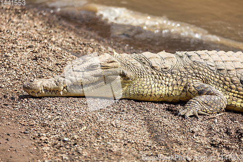 Image of big nile crocodile, Awash Falls Ethiopia