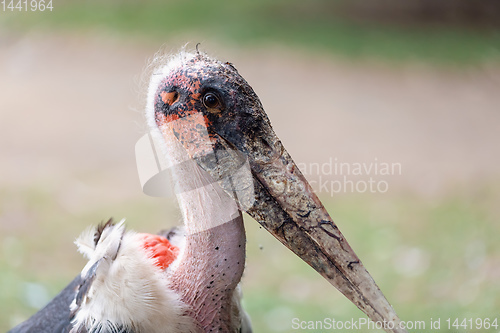 Image of The marabou stork Ethiopia Africa wildlife