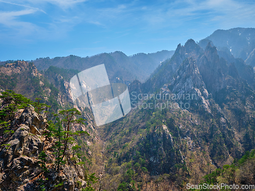 Image of Pine tree and rock cliff , Seoraksan National Park, South Korea