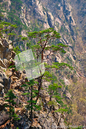 Image of Pine tree and rock cliff , Seoraksan National Park, South Korea