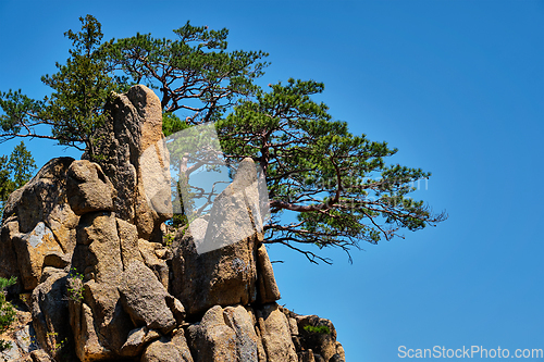 Image of Pine tree and rock cliff , Seoraksan National Park, South Korea