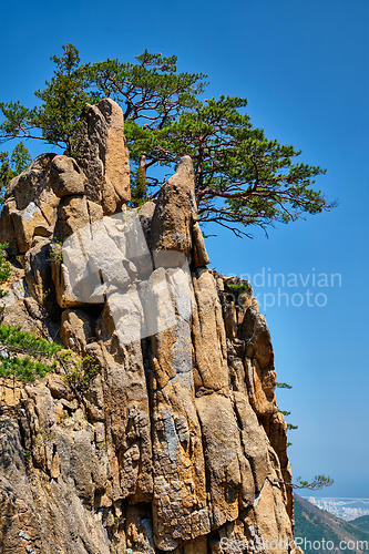 Image of Pine tree and rock cliff , Seoraksan National Park, South Korea