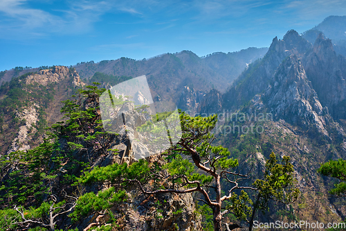 Image of Pine tree and rock cliff , Seoraksan National Park, South Korea