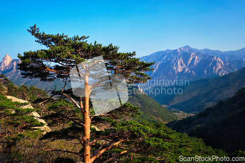 Image of Tree in Seoraksan National Park, South Korea