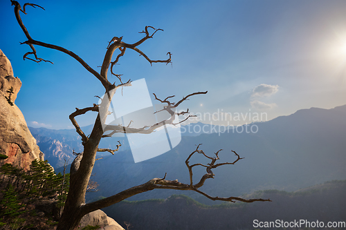 Image of Tree in Seoraksan National Park, South Korea