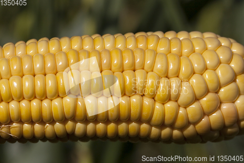 Image of The ear of corn corn