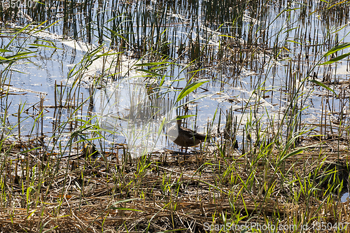 Image of swamp duck