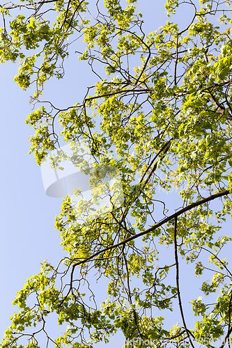 Image of Spring tree air