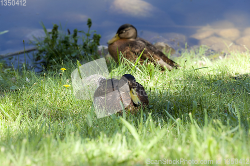 Image of Duck young autumn