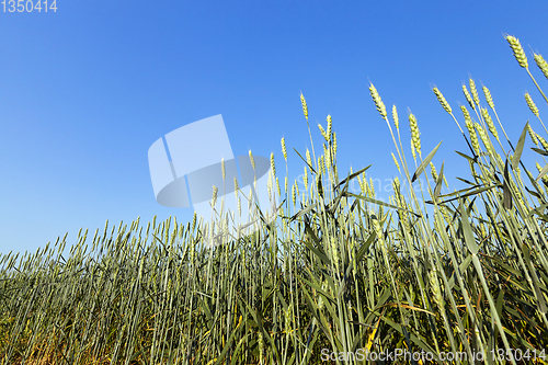 Image of immature green grass