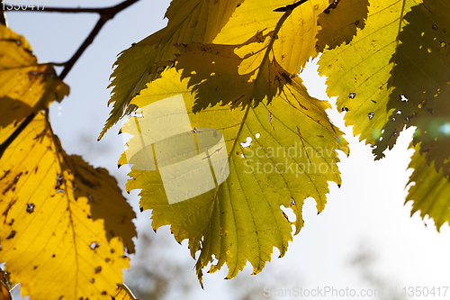 Image of the yellowed foliage