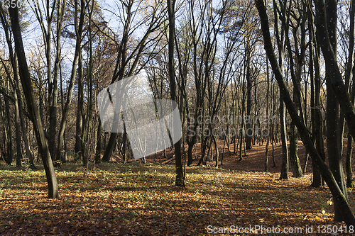 Image of young autumn forest