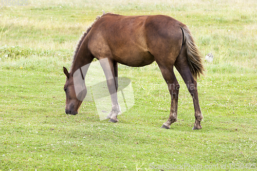 Image of horse horse pastures summer