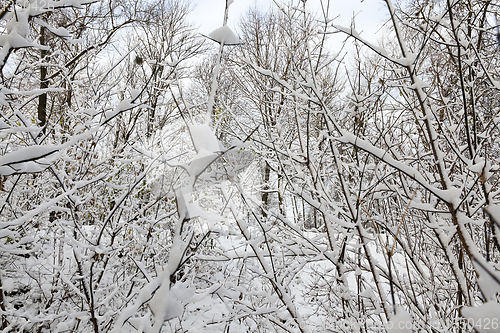 Image of snow covered trees