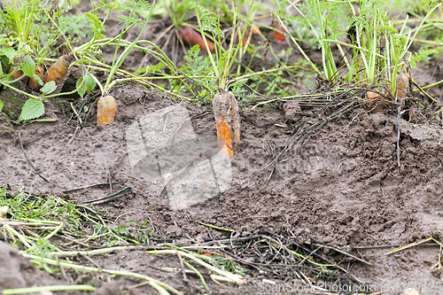 Image of Ripe orange carrot