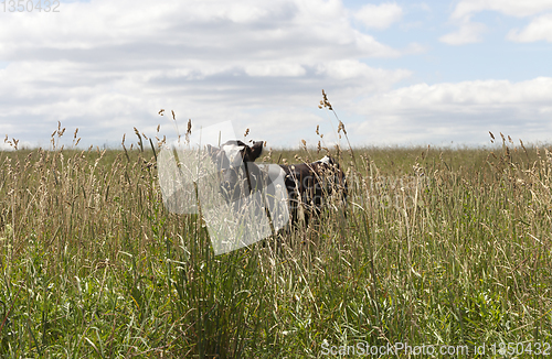 Image of Pasture cow field calf