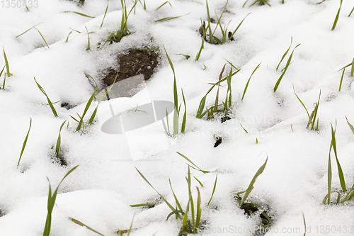 Image of Snow drifts in winter