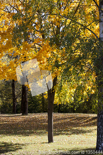 Image of Blooming autumn forest