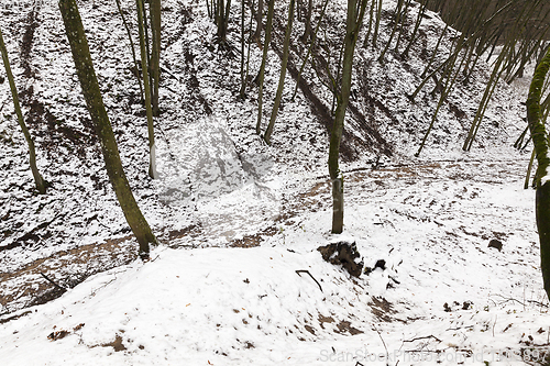 Image of Tree branches in the snow