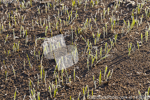 Image of new crop of wheat