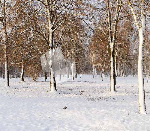 Image of Snow drifts in winter