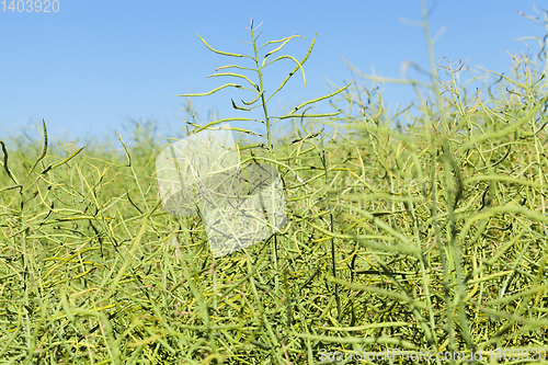 Image of field with cereals