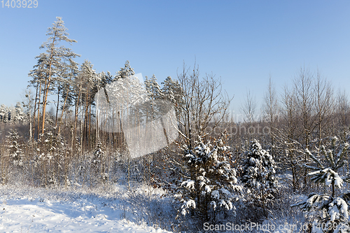 Image of Snow drifts in winter