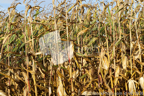 Image of yellowed ripe corn