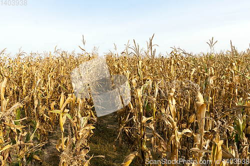 Image of agriculture, corn closeup