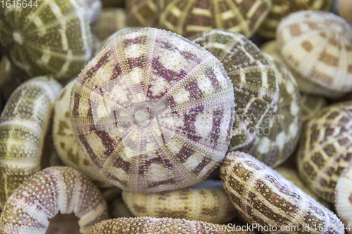 Image of lots of sea urchins