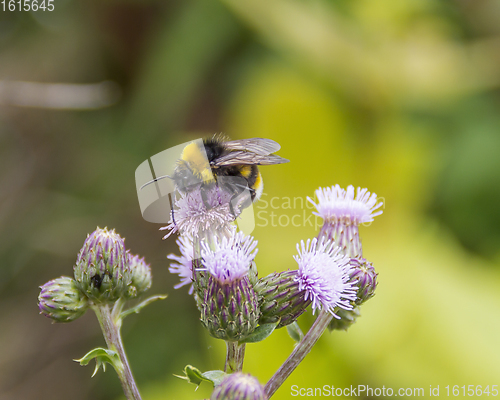 Image of Bumblebee on thistle flower