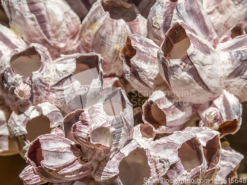 Image of barnacles closeup