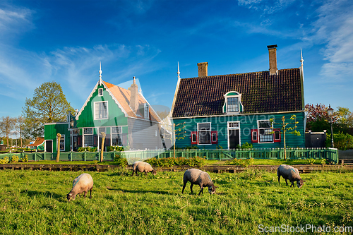 Image of Sheeps grazing near farm houses in the museum village of Zaanse