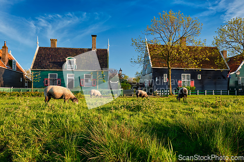 Image of Sheeps grazing near farm houses in the museum village of Zaanse