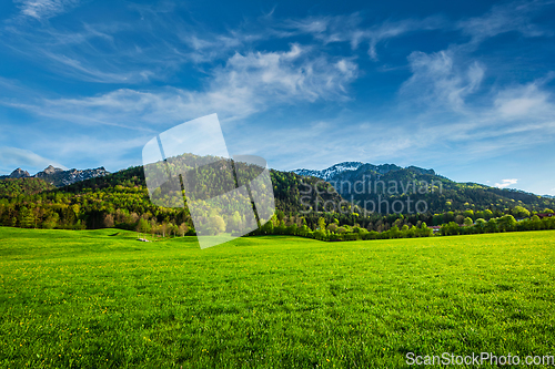 Image of Alpine meadow in Bavaria, Germany