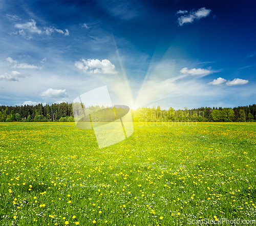 Image of Summer meadow