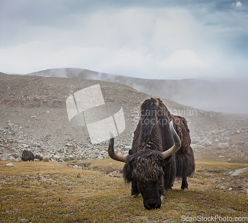 Image of Yak grazing in Himalayas