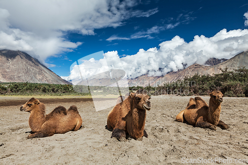 Image of Camel in Nubra vally, Ladakh