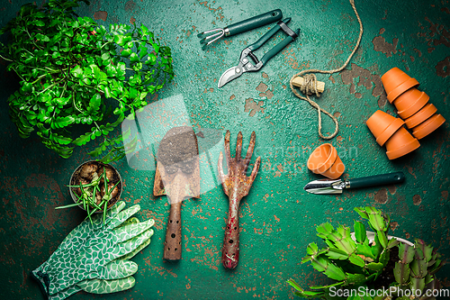 Image of Spring gardening concept - gardening tools with plants, flowerpots and soil