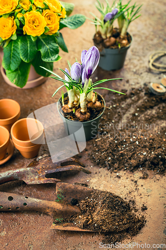 Image of Spring gardening concept - gardening tools with plants, flowerpots and soil