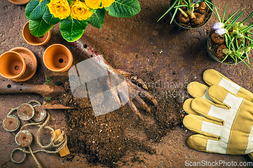 Image of Spring gardening concept - gardening tools with plants, flowerpots and soil