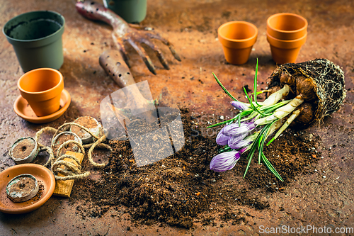 Image of Spring gardening concept - gardening tools with plants, flowerpots and soil