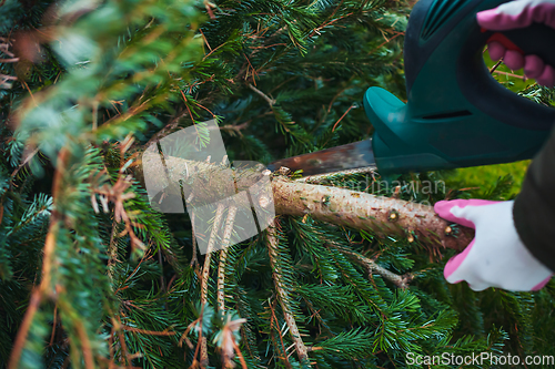 Image of Gardening  work in autumn and winter. Teenager is sawing old Christmas tree with electric saw and cutting branches 