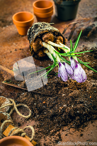 Image of Spring gardening concept - gardening tools with plants, flowerpots and soil